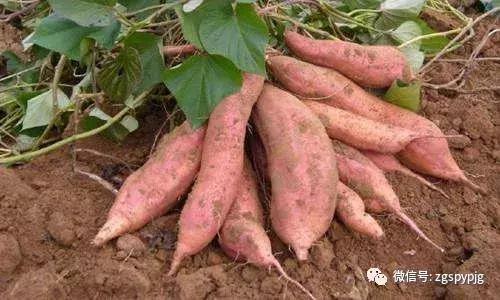 21�����������Ӫ����ֵ���ô�����ͬ������һ����