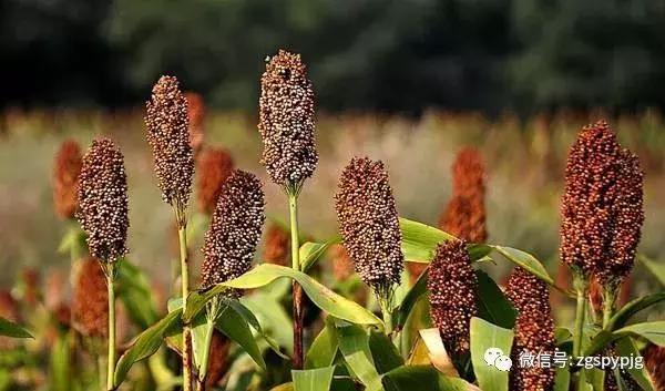 21�����������Ӫ����ֵ���ô�����ͬ������һ����