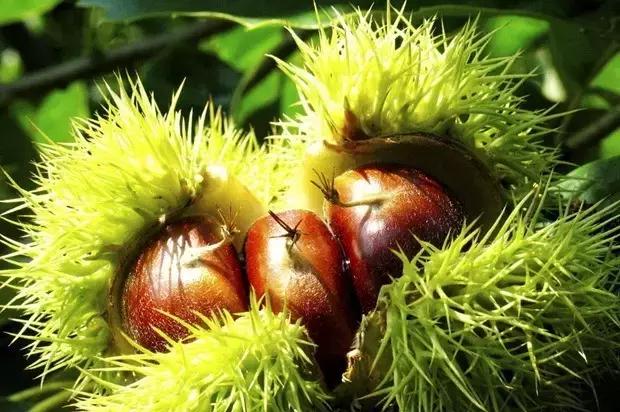 10����ʳ�ý���