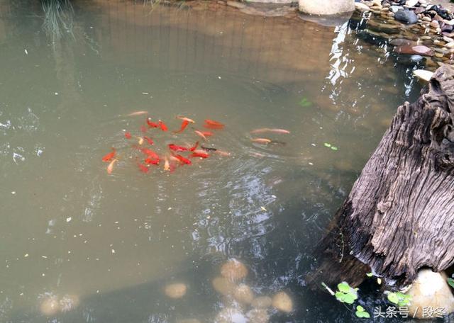 ��ͥԺ��ơ��Լ�������Ժ���ｨ��һ����̬����-�����������