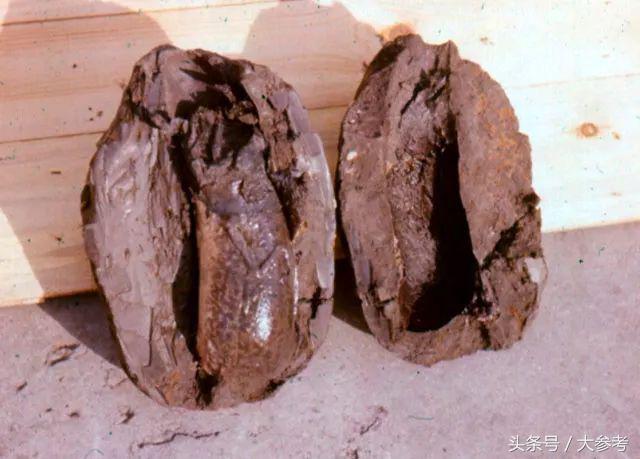 世界上最牛的鱼:生活在42度高温的沙漠,无水可存活4年