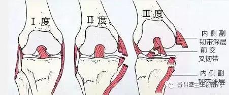 厉害了!人类膝关节使用说明书