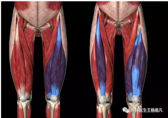 厉害了!人类膝关节使用说明书