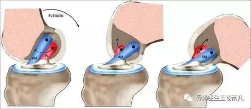 厉害了!人类膝关节使用说明书