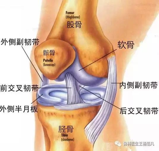 厉害了!人类膝关节使用说明书