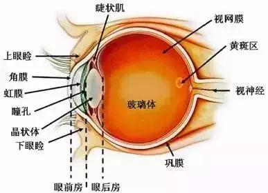 而散瞳后睫状肌放松,恢复后的度数才是最接近真实的数字