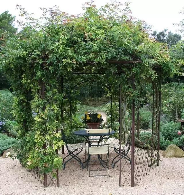 100���������˵�¶̨��԰���ղ�������Ժ��ʱ�ã�