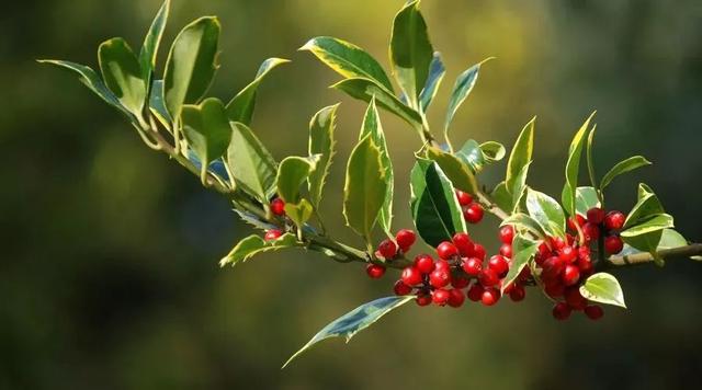 �������죬ֻ��һ�ڣ����ӿ��ԣ��������겻�ٷ���