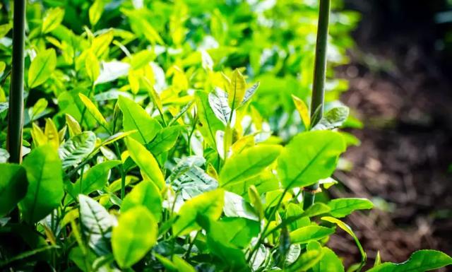 ��ǿ���ݹ��ԣ������Щ�����������ݣ��ʺϵ�һ�������ˣ�