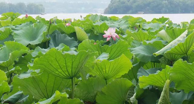 ��ǿ���ݹ��ԣ������Щ�����������ݣ��ʺϵ�һ�������ˣ�