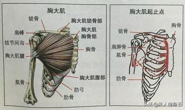 胸肋部(胸骨和上位5～6肋软骨)和腹部(腹直肌鞘的前壁)