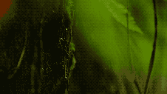 һ���Ŀ���ҵ�����ɽ���췿���ӣ�3�������룬��ֲ�ͨ��