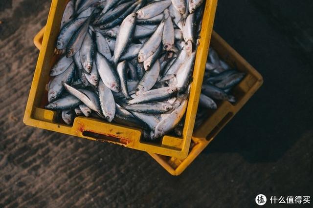 ����Σ����漸ʮ�ε��ൺ�����������������ൺ��γ�ס��