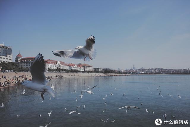 ����Σ����漸ʮ�ε��ൺ�����������������ൺ��γ�ס��