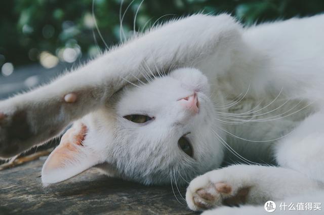 ����Σ����漸ʮ�ε��ൺ�����������������ൺ��γ�ס��