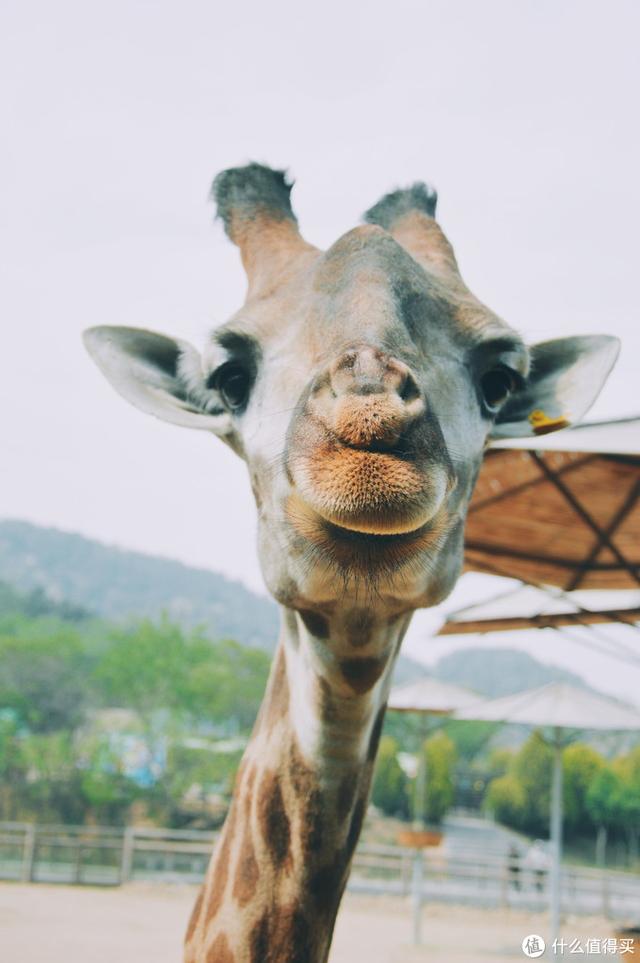 ����Σ����漸ʮ�ε��ൺ�����������������ൺ��γ�ס��