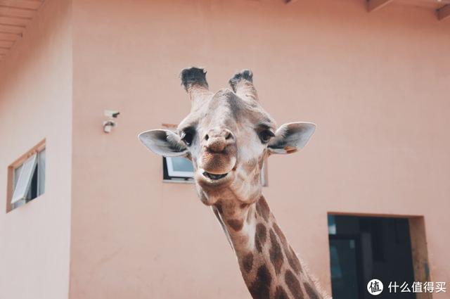 ����Σ����漸ʮ�ε��ൺ�����������������ൺ��γ�ס��