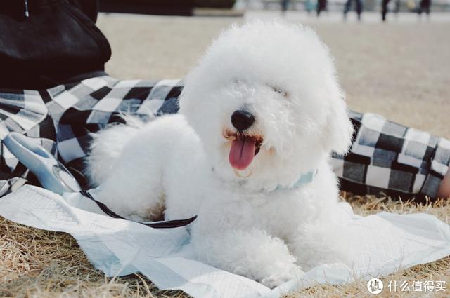 ����Σ����漸ʮ�ε��ൺ�����������������ൺ��γ�ס��