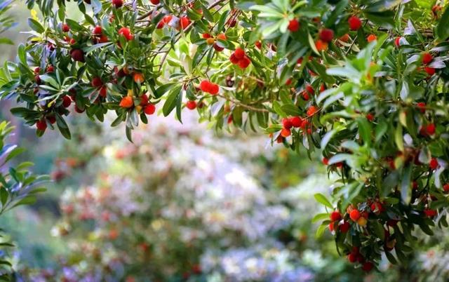 �㽭���ι��ԣ��㽭ֵ��һȥ�����ξ����Ƽ�