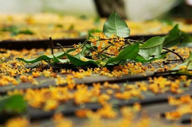 �㽭���ι��ԣ��㽭ֵ��һȥ�����ξ����Ƽ�