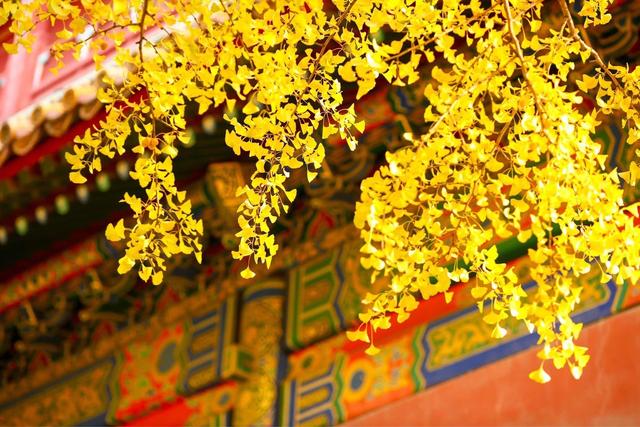 ��100����Ƭ�����������е�ȫ������