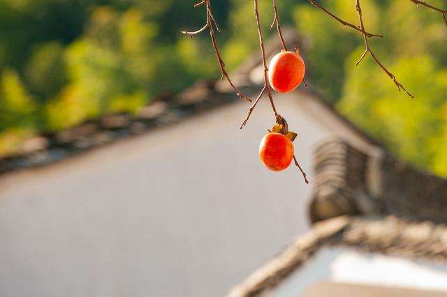 ��100����Ƭ�����������е�ȫ������