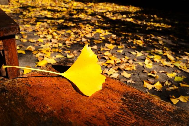 ��100����Ƭ�����������е�ȫ������