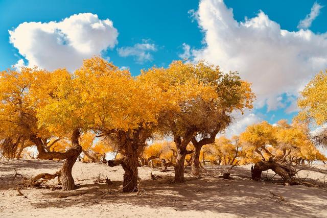 ��100����Ƭ�����������е�ȫ������