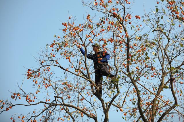 ��100����Ƭ�����������е�ȫ������