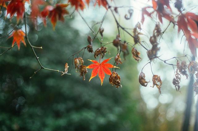 ��100����Ƭ�����������е�ȫ������