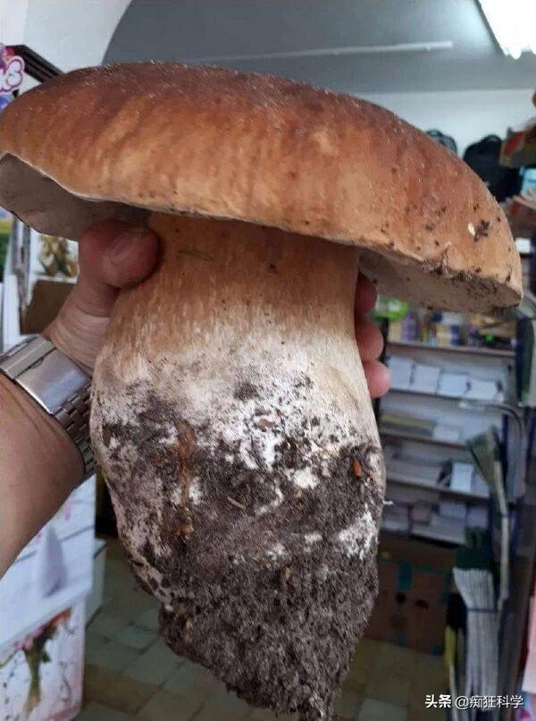 һ��������۽����ʵ�������ڷɻ��Ͼ�����ȫʳ����ʲô���飿