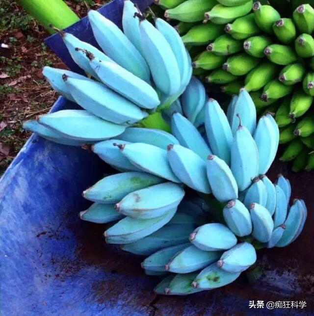 һ��������۽����ʵ�������ڷɻ��Ͼ�����ȫʳ����ʲô���飿