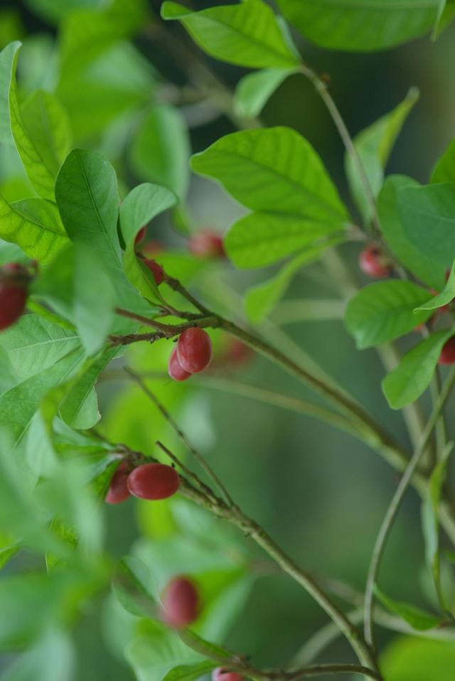 ������ֲ��԰���������߽�����԰������