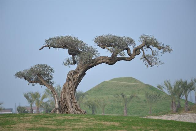 ������ֲ��԰���������߽�����԰������