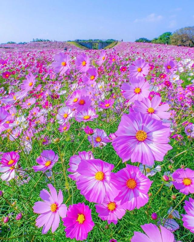 ��������ĳ�������֪����Щ�羰��ԭ����ô��