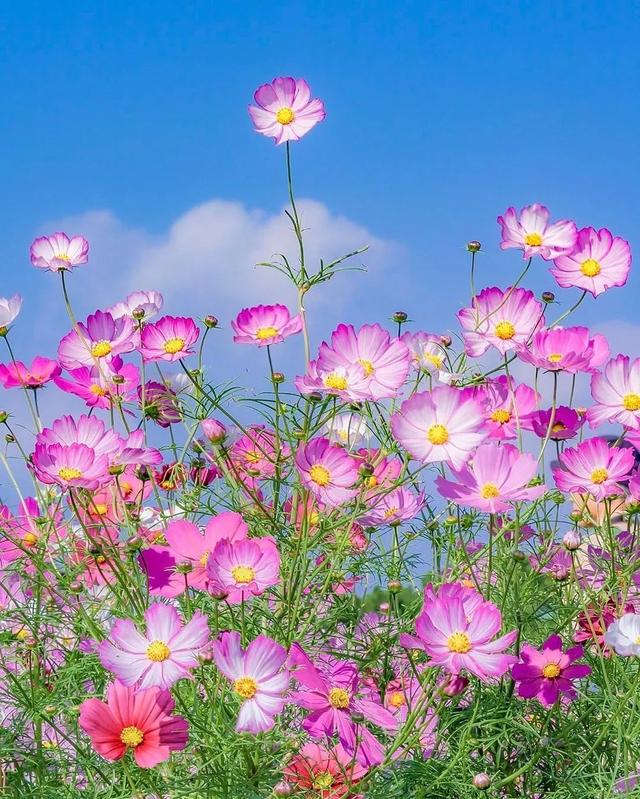 ��������ĳ�������֪����Щ�羰��ԭ����ô��