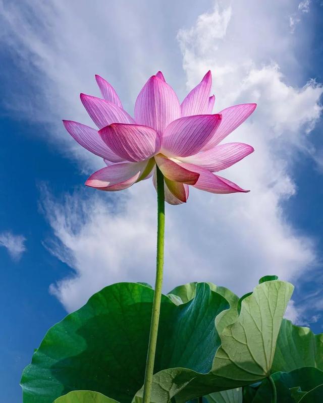 ��������ĳ�������֪����Щ�羰��ԭ����ô��