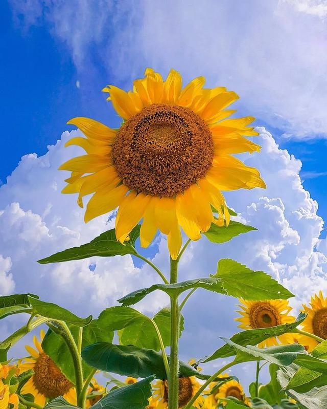 ��������ĳ�������֪����Щ�羰��ԭ����ô��