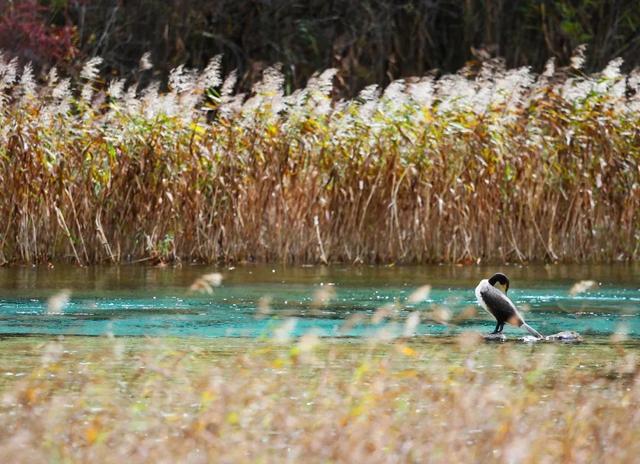 ��Щ��Ӱʦ�����������涯�Ҳ������������ʧ�ľ���