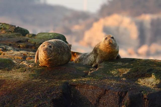 ��Щ��Ӱʦ�����������涯�Ҳ������������ʧ�ľ���