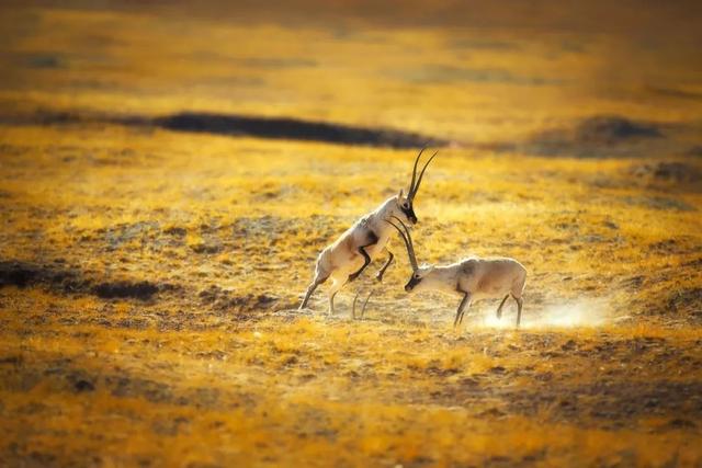 ��Щ��Ӱʦ�����������涯�Ҳ������������ʧ�ľ���