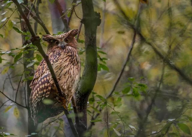 ��Щ��Ӱʦ�����������涯�Ҳ������������ʧ�ľ���