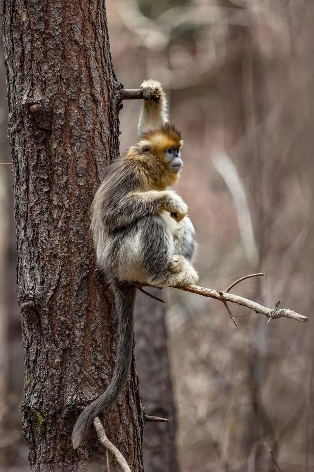 ��Щ��Ӱʦ�����������涯�Ҳ������������ʧ�ľ���