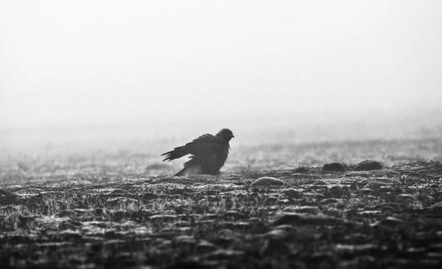 ��Щ��Ӱʦ�����������涯�Ҳ������������ʧ�ľ���