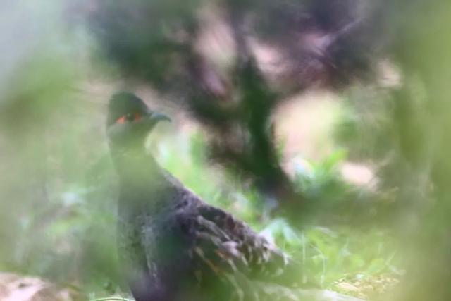 ��Щ��Ӱʦ�����������涯�Ҳ������������ʧ�ľ���