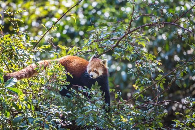 ��Щ��Ӱʦ�����������涯�Ҳ������������ʧ�ľ���