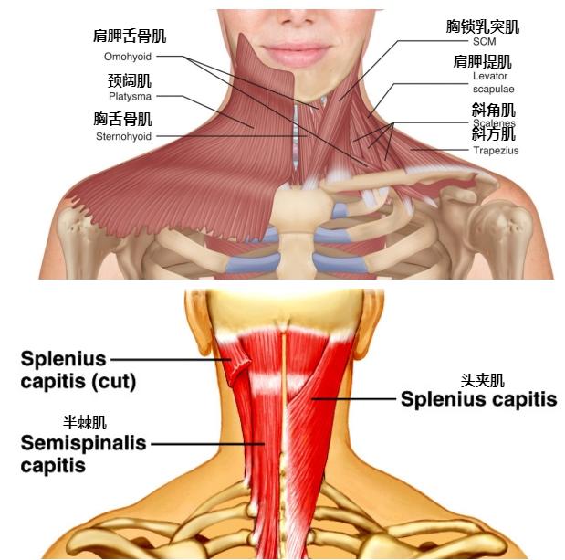 ���š����ȴ�����̩ɭ��ǿ�Ŀ�����������Ҳ���������Գ���֮ʹ