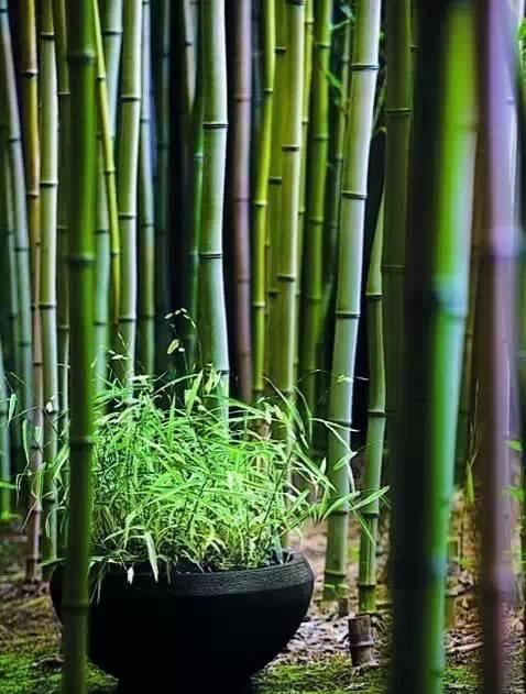 ����������˼�