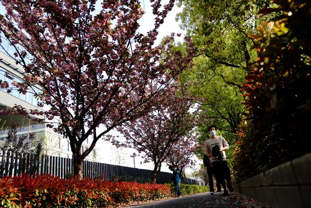 上海试点“落樱不扫”道路