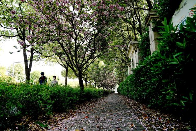 上海试点“落樱不扫”道路